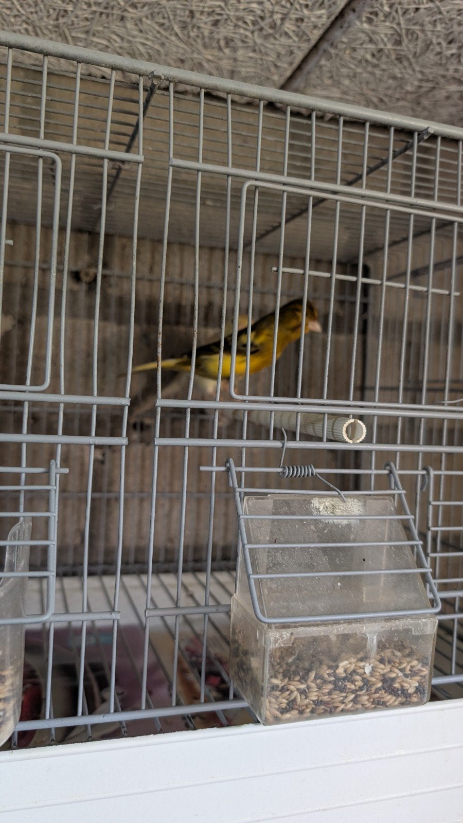 Kanaries Opal met raza kopen, Dieren en Toebehoren, Vogels | Kanaries