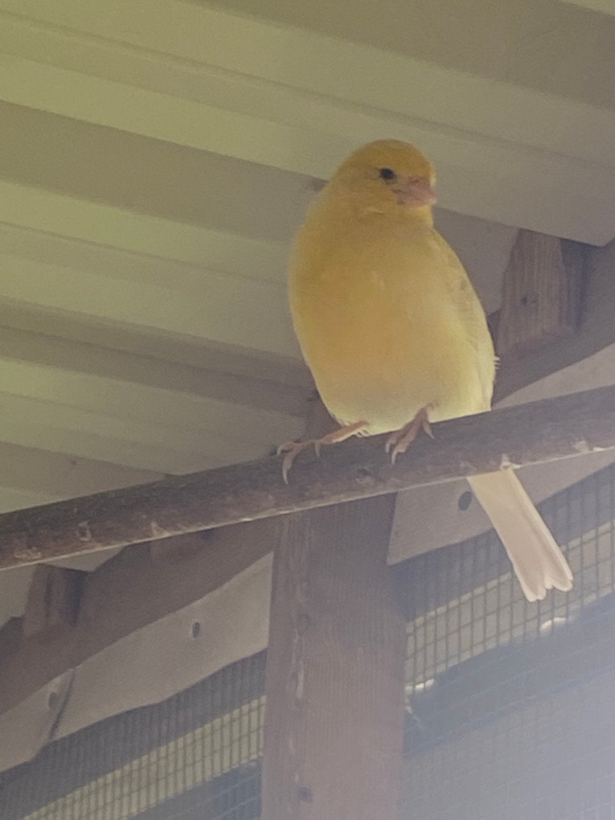 Kanaries te koop, Sexe inconnu, Canari de couleur