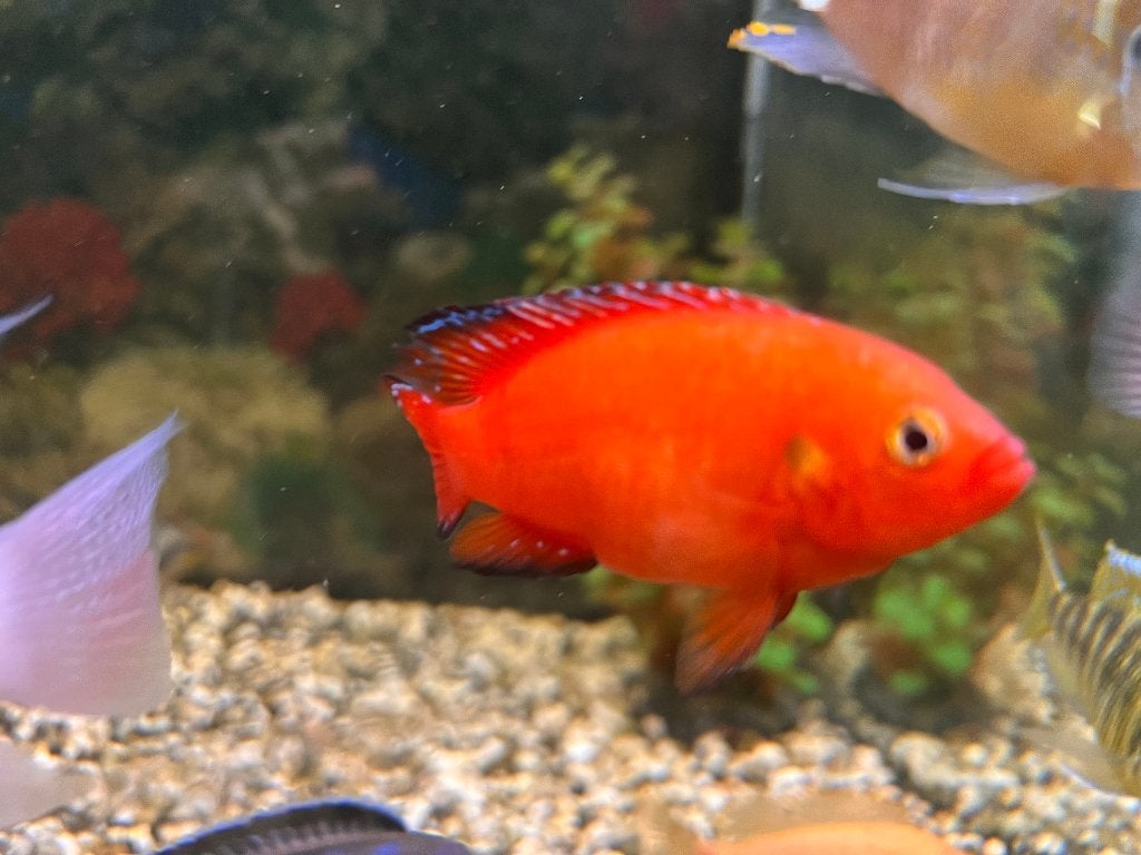 Hemichromis Exsul Cichliden, Dieren en Toebehoren, Vissen | Aquariumvissen, Vis, Zoetwatervis