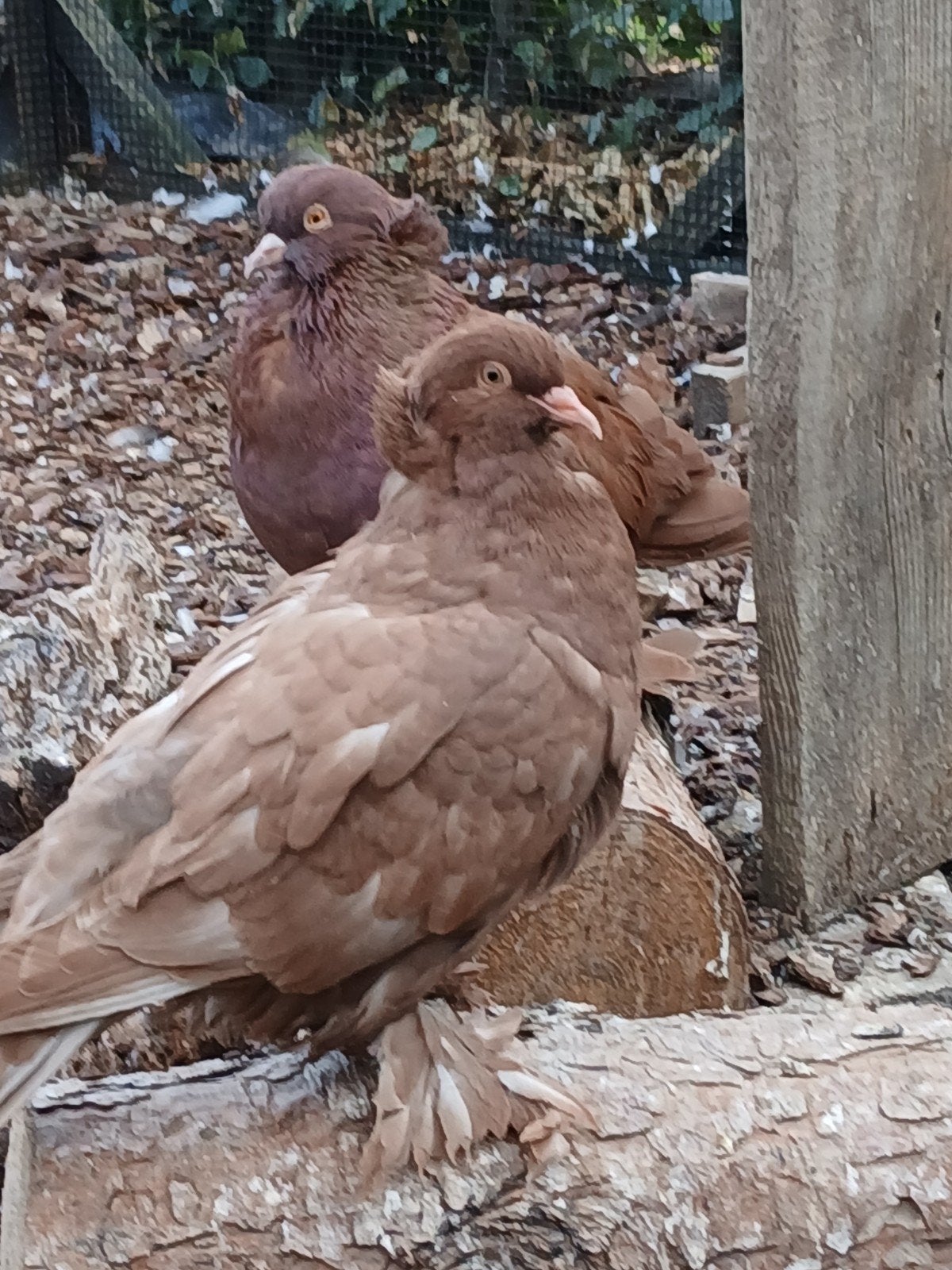 hongaarse reuzenduif, Dieren en Toebehoren, Geslacht onbekend