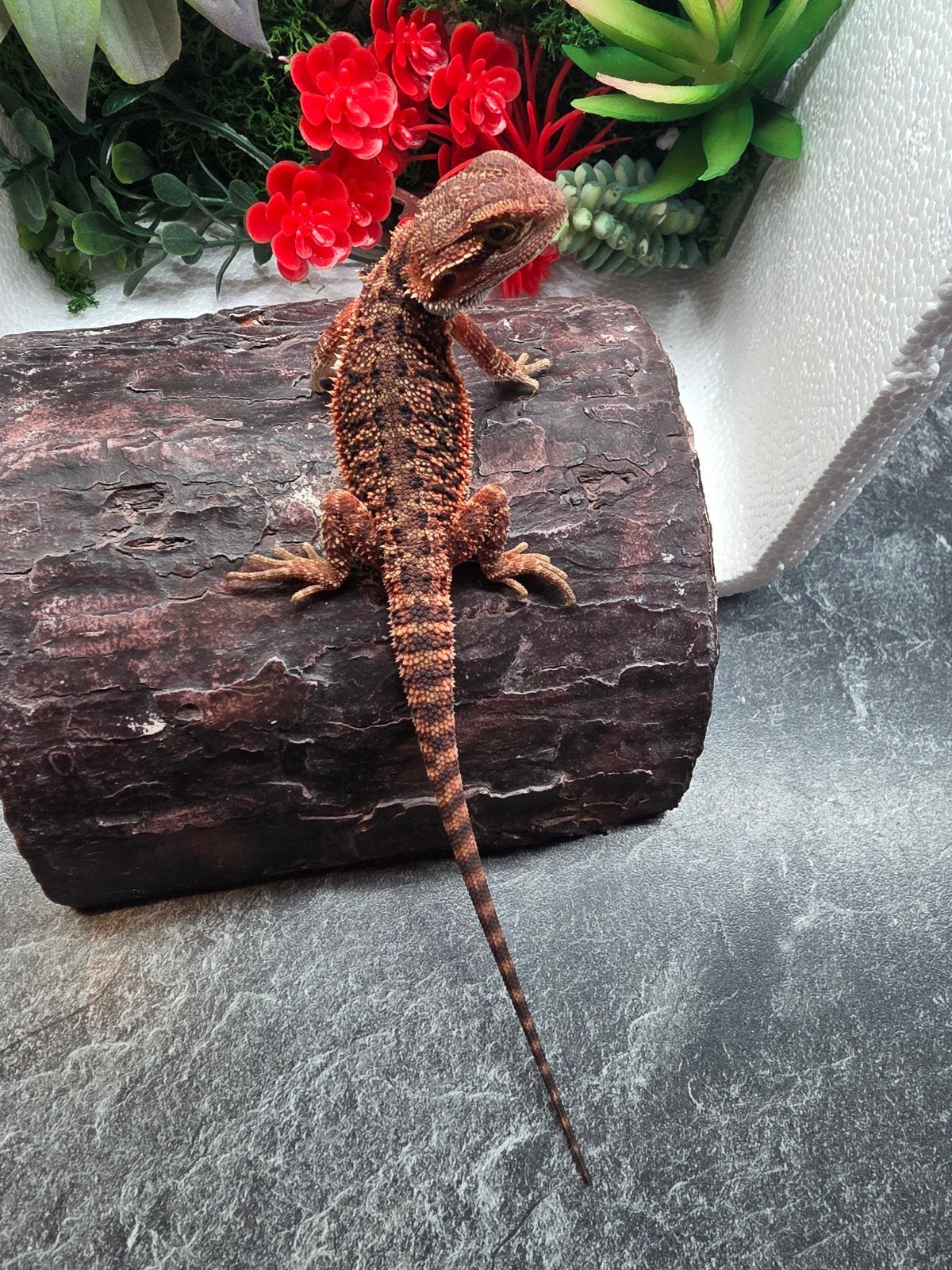 100% red monster het hypo man, Dieren en Toebehoren
