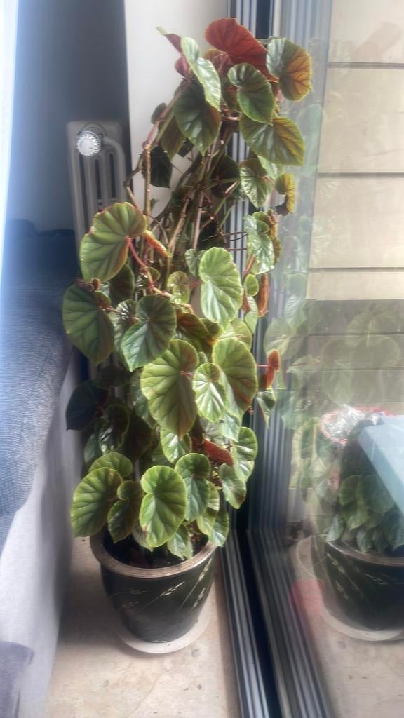 Een mooie grote plant, Enlèvement