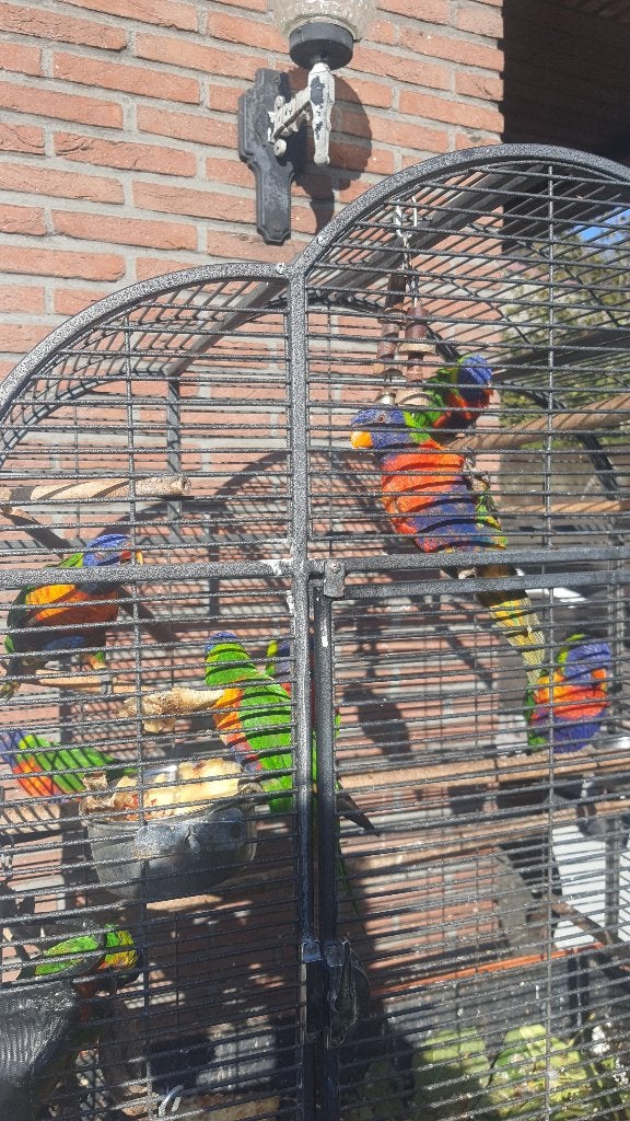 3 koppels lori van blauwe bergen en 2 poppen, Dieren en Toebehoren, Meerdere dieren, Papegaai