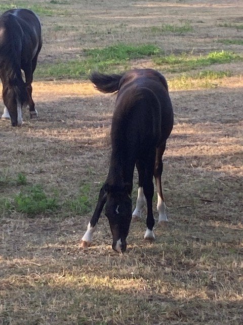 Pony veulen, Dieren en Toebehoren, Merrie, 0 tot 2 jaar, Gechipt, B pony (1.17m tot 1.27m)