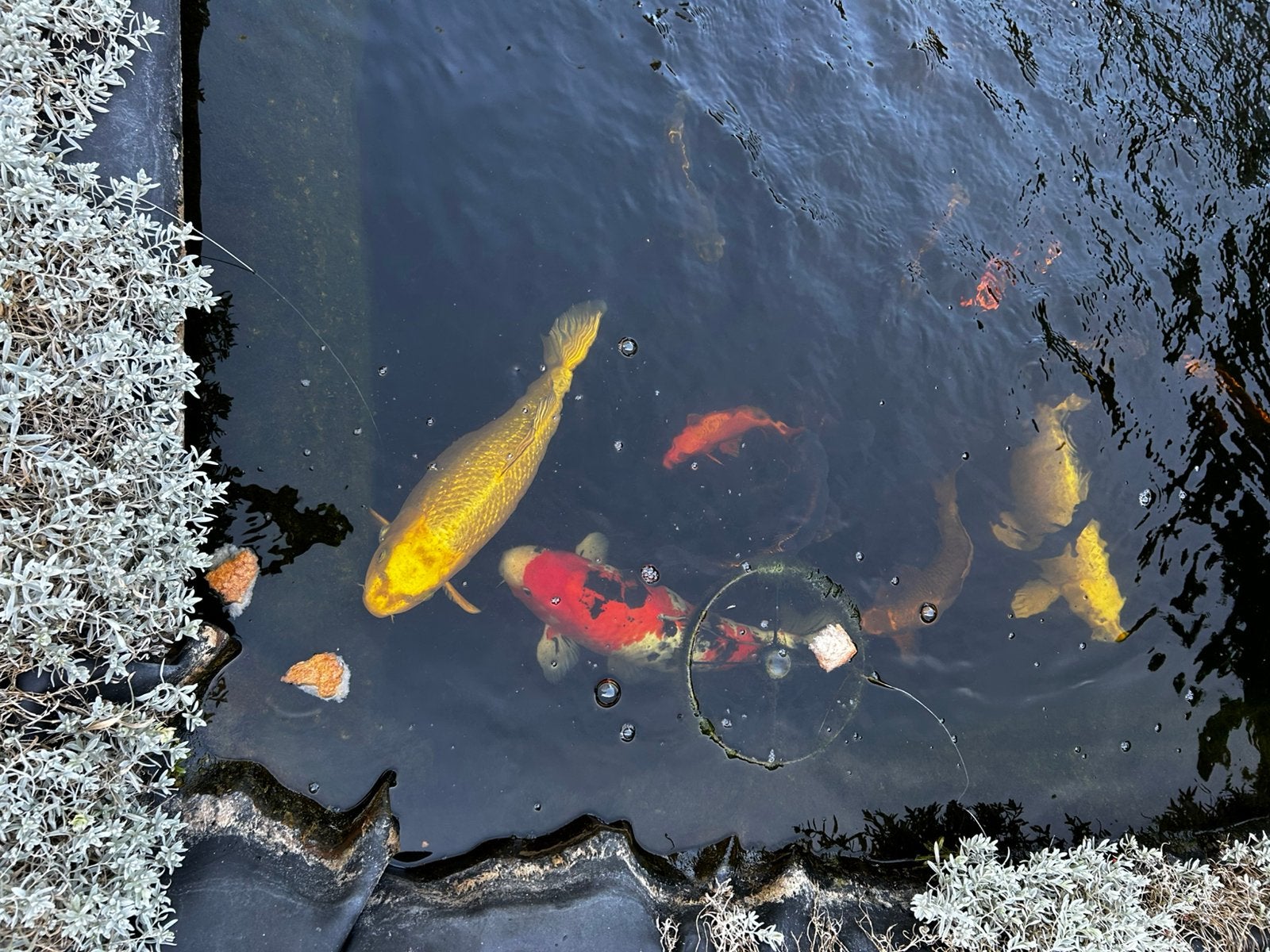 Koi karpers en vijver toebehoren, Karper of Koi