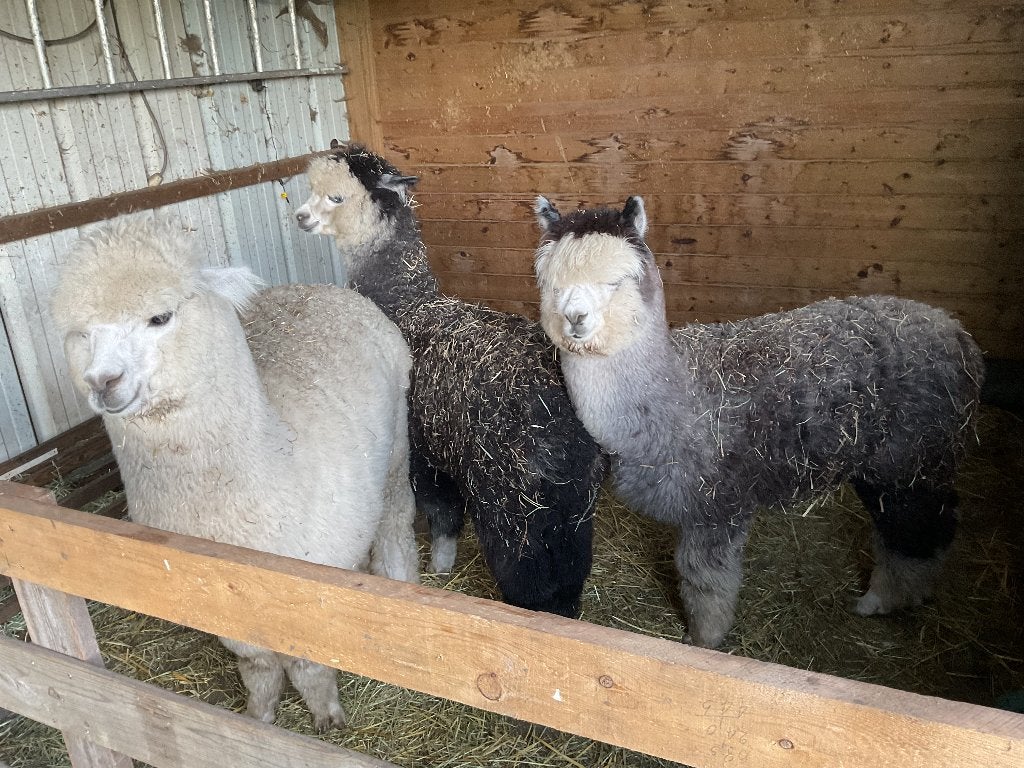 Alpaca’s te koop, Juni, Mannelijk