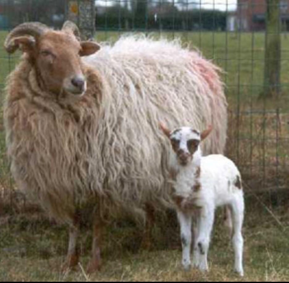 Drentse heideschapen ooien