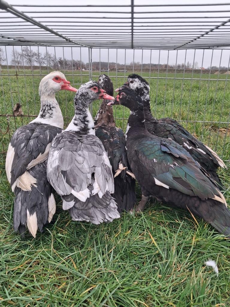 De laatste 3 jonge barberie hanen., Mâle, Canard