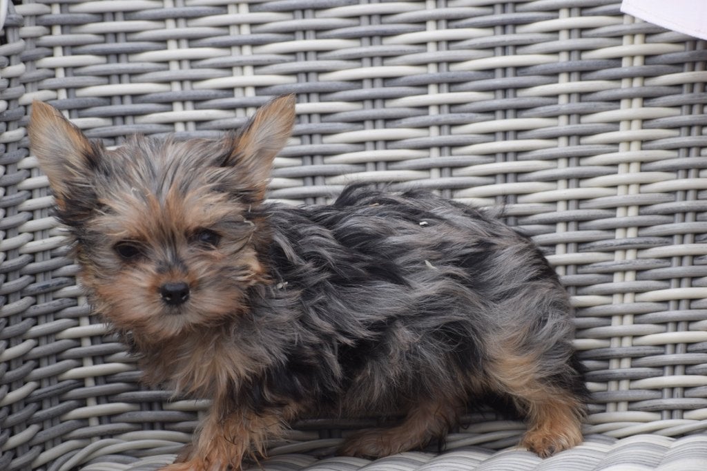Nouveau nid pour chiot Yorkshire Terrier, Yorkshire Terrier, Plusieurs, Belgique, Plusieurs animaux