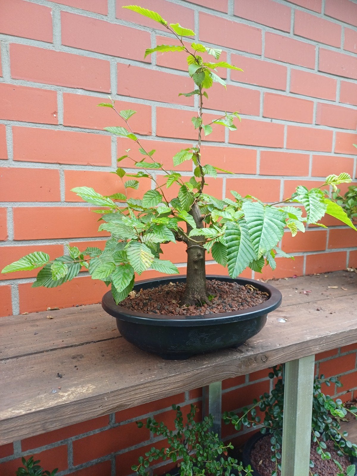 1 carpinus bonsai, Tuin en Terras, Ophalen