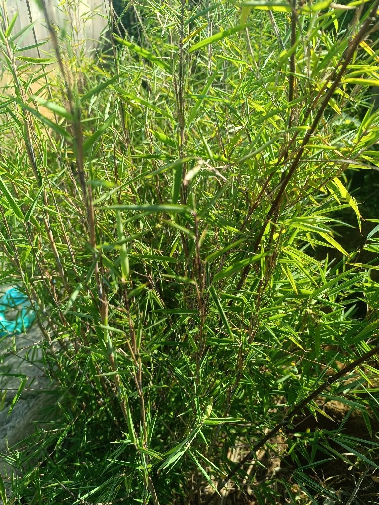 Riet fargesia black pearl, Jardin & Terrasse, Enlèvement, Bambou, Arbuste, 100 à 250 cm