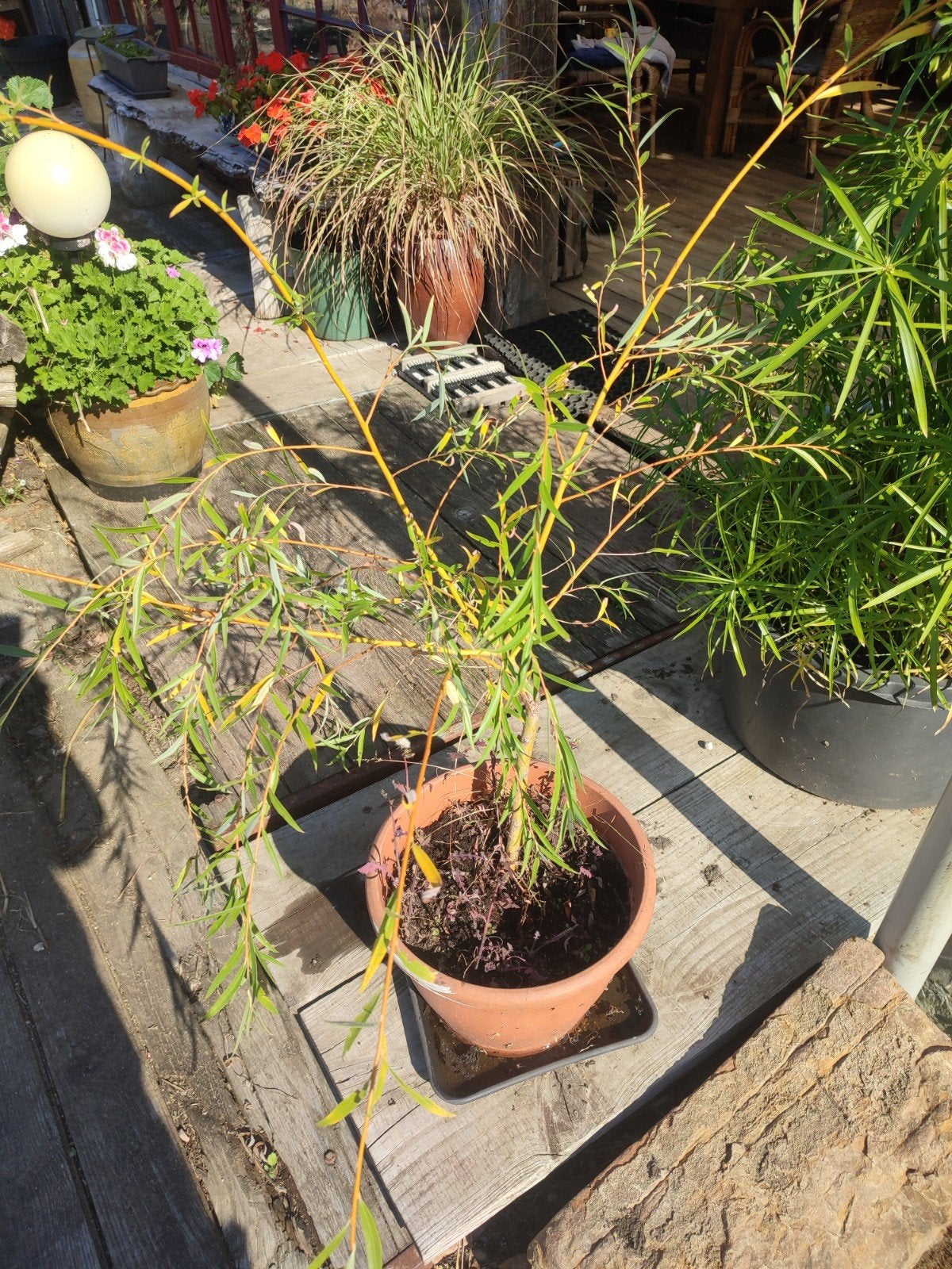 3 treurwilgen, Tuin en Terras, Ophalen