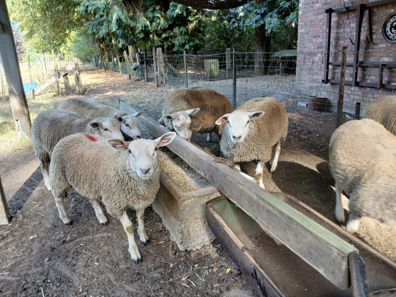 kweekrammen en ooien, Dieren en Toebehoren, Schapen, Geiten en Varkens, Meerdere dieren, Schaap, 0 tot 2 jaar