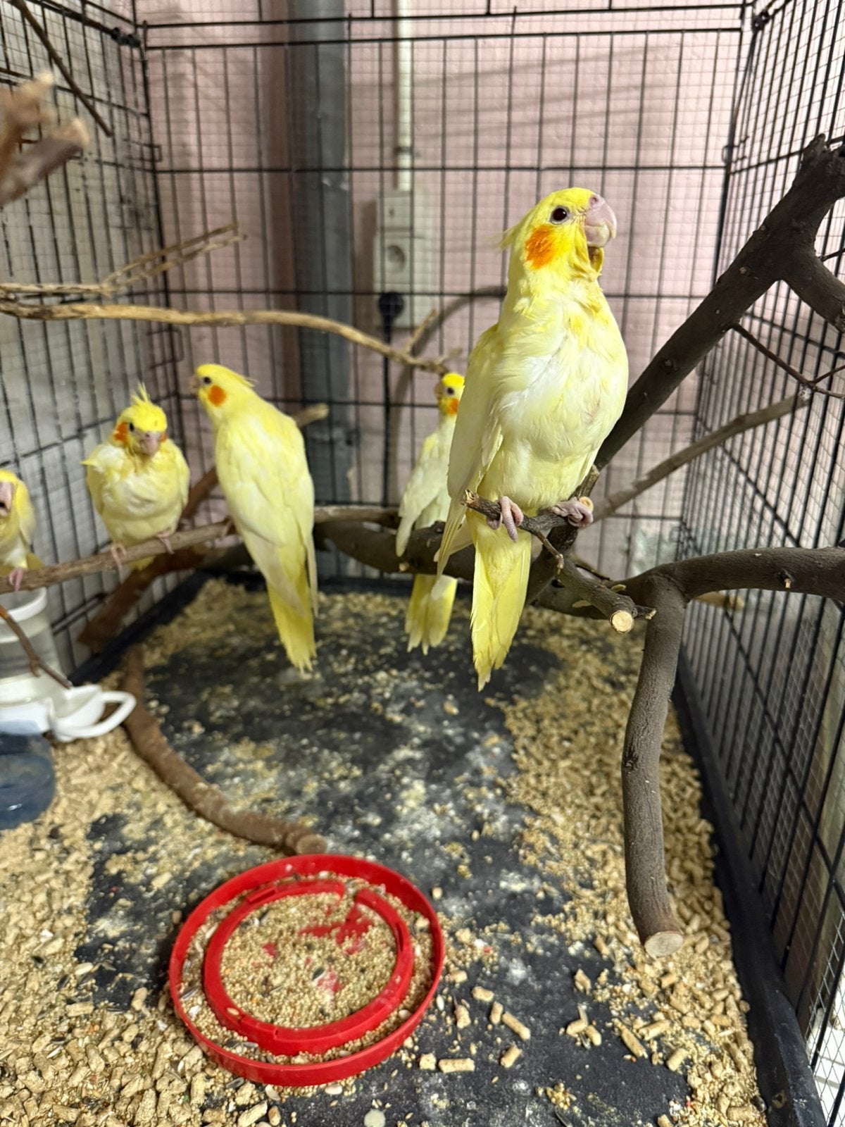 Supertame valkparkiet, Animaux & Accessoires, Oiseaux | Canaris