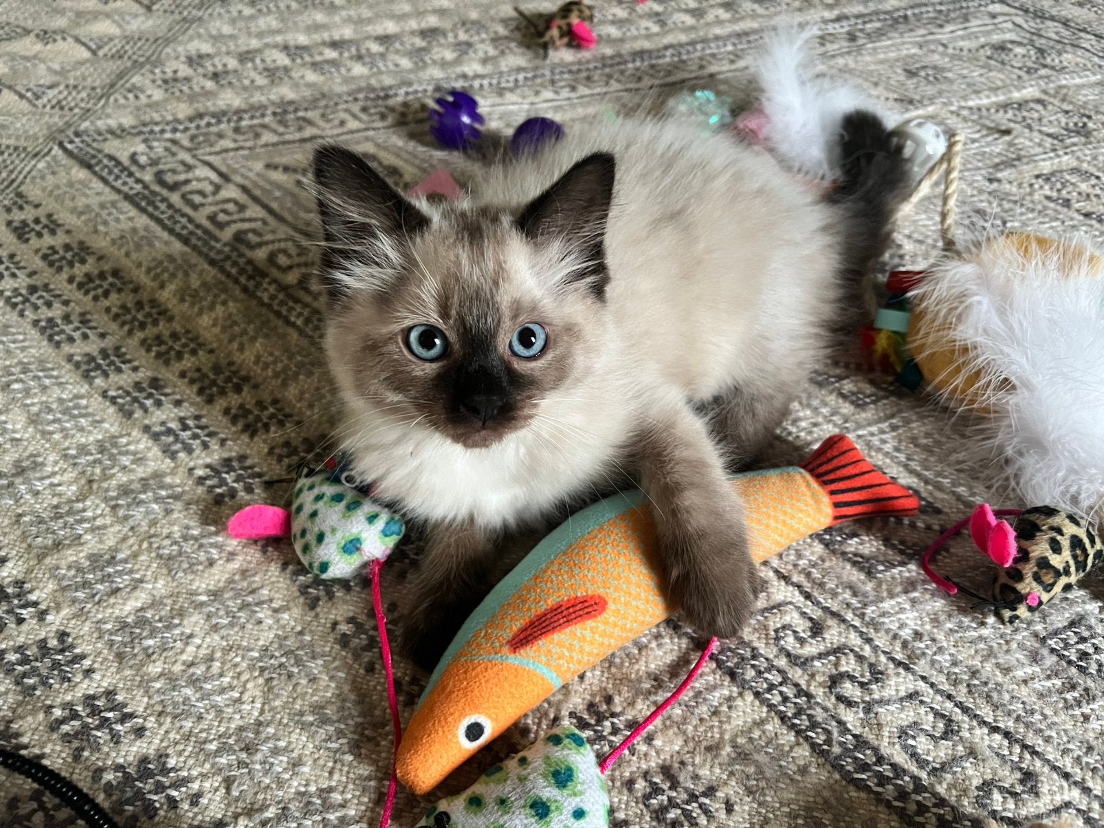 💙 Prachtige Ragdoll kittens Seal Point – Mogen verhuizen 💙, Chat, Vermifugé, 0 à 2 ans