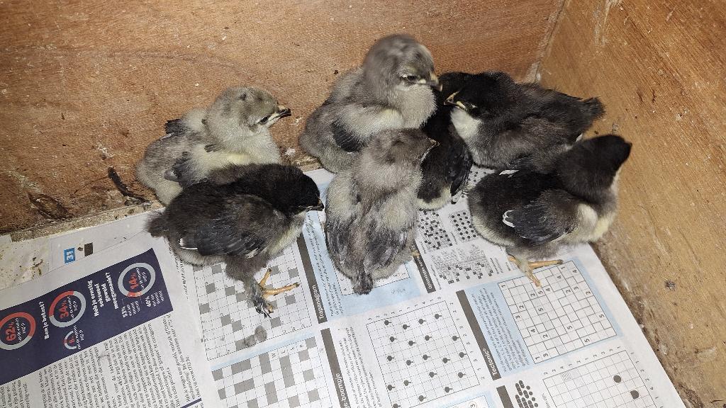 Marans kuikens te koop, Dieren en Toebehoren, Pluimvee, Geslacht onbekend, Kip