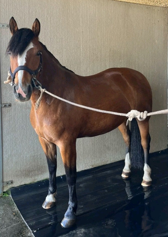 9-jarige Freiberger merrie met een gouden hart, Jument, M, Cheval de récréation