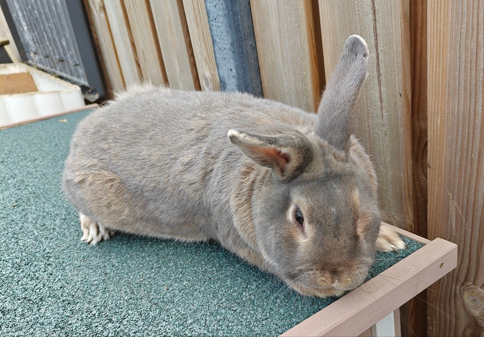 groot konijn Ram, Dieren en Toebehoren, Groot