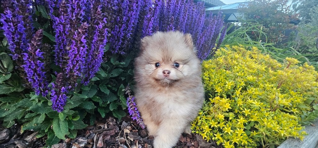 dwergkees pups, Dieren en Toebehoren, Parvo, België, Fokker | Hobbymatig, Keeshond