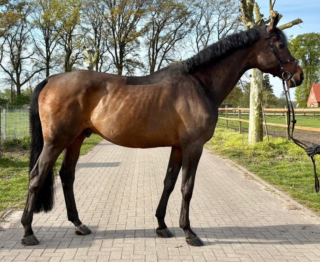Approved stallion for sale - amateur safe, 11 ans ou plus, Avec pedigree, L, Étalon