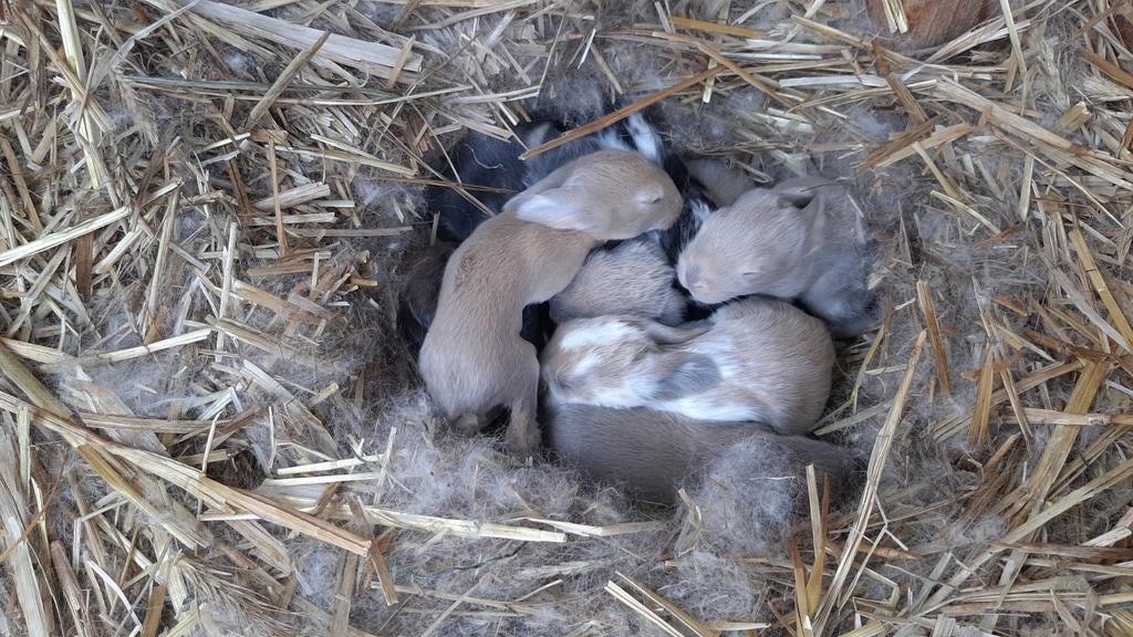 Franse hangoor, Dieren en Toebehoren, Hangoor