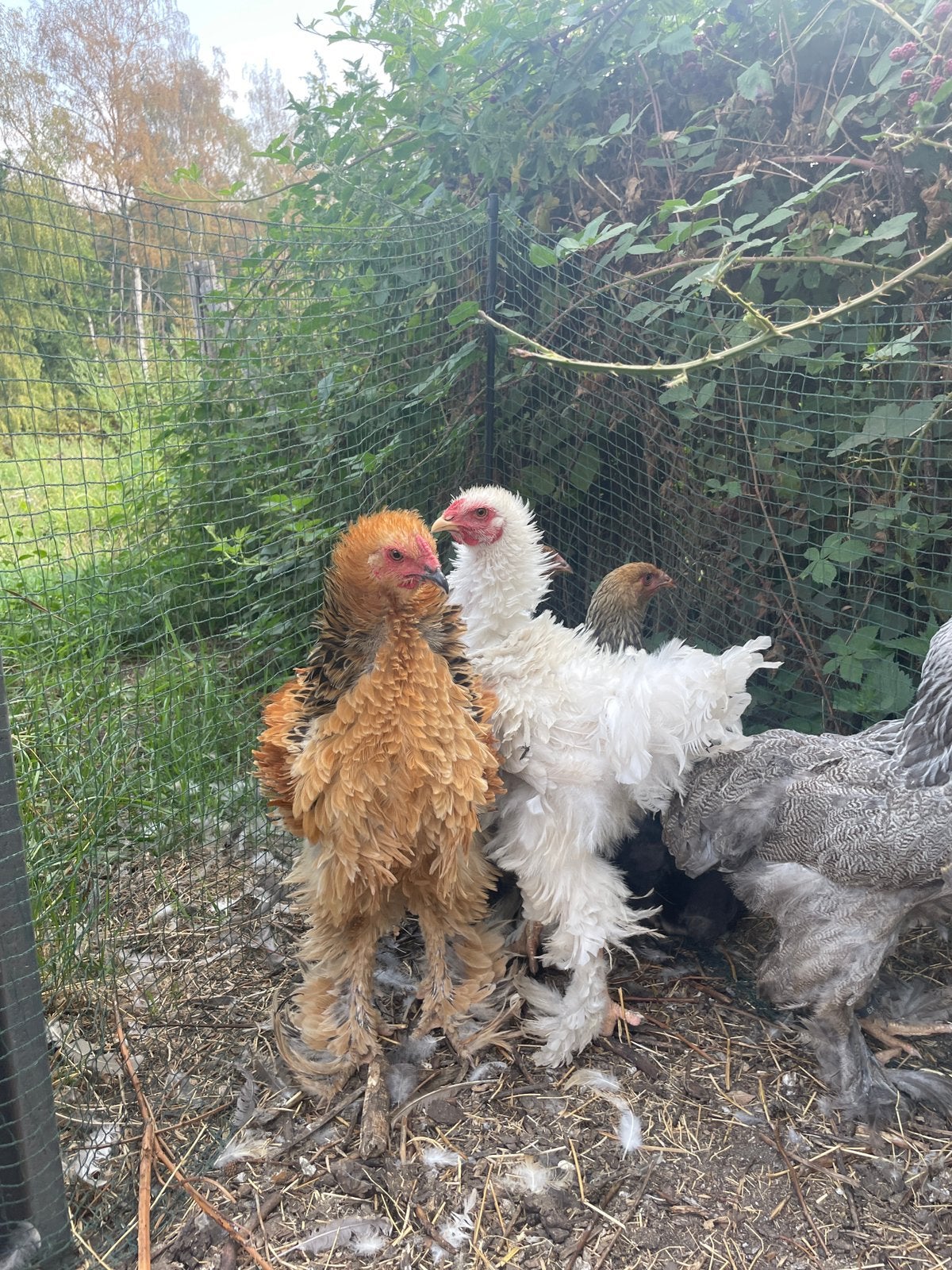 Brahma Buff Columbia krul, Dieren en Toebehoren, Pluimvee, Mannelijk, Kip