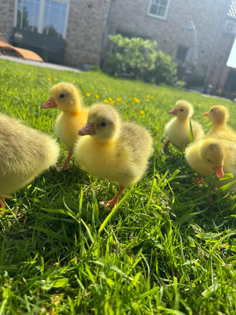 Sebastopol gans / krulveer gans, Meerdere dieren, Gans of Zwaan