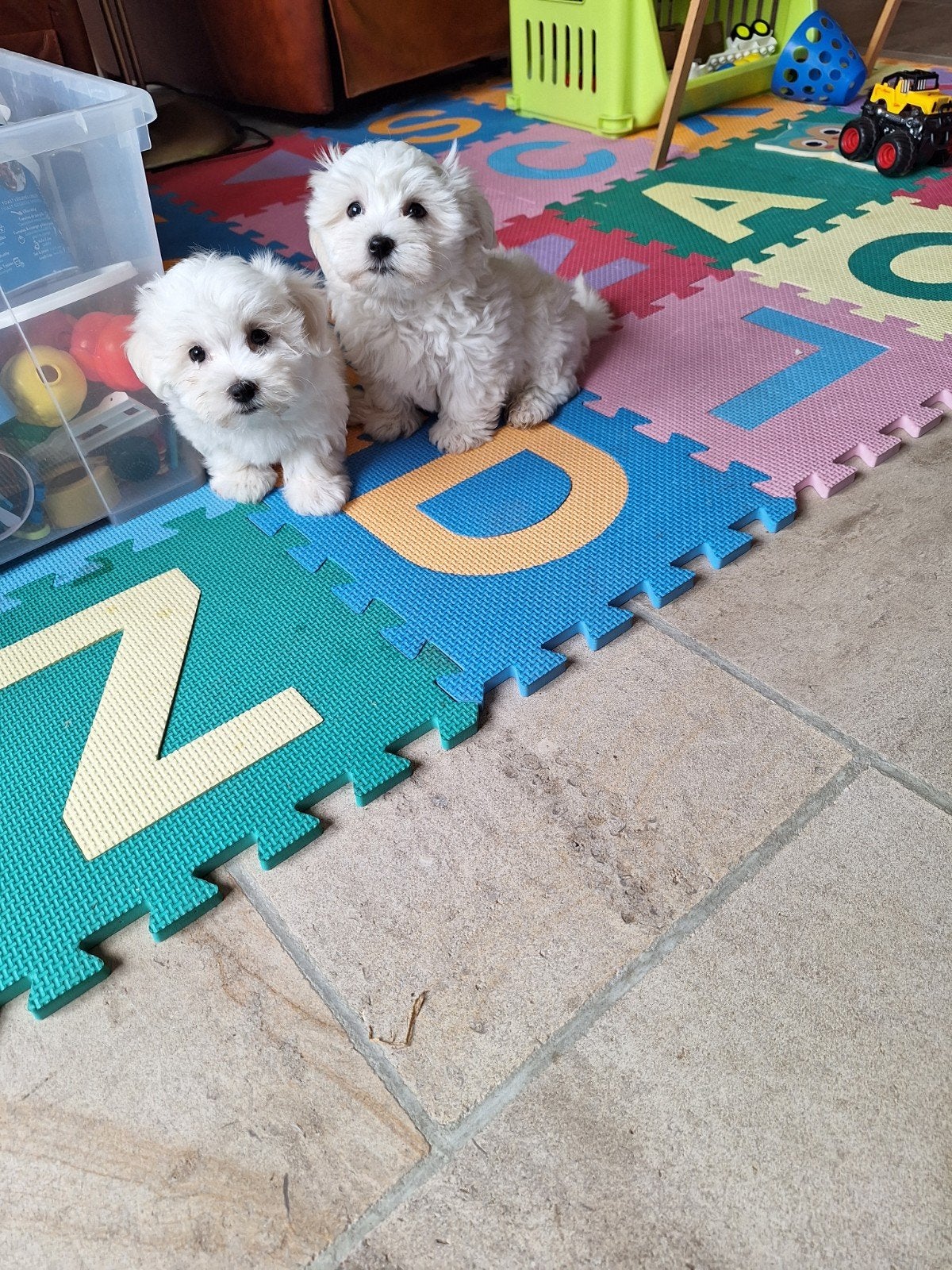 maltezer pups, Dieren en Toebehoren, België, Maltezer, CDV (hondenziekte), 8 tot 15 weken