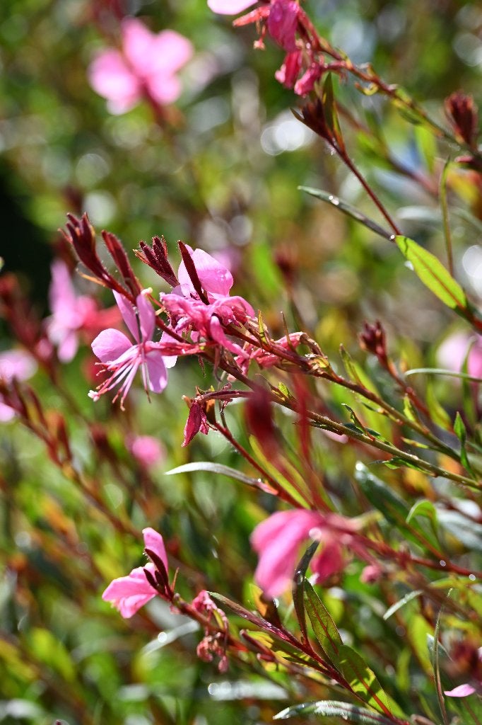 Gaura Siskiyou Pink P9, Tuin en Terras, Volle zon, Vaste plant, Zomer, Ophalen