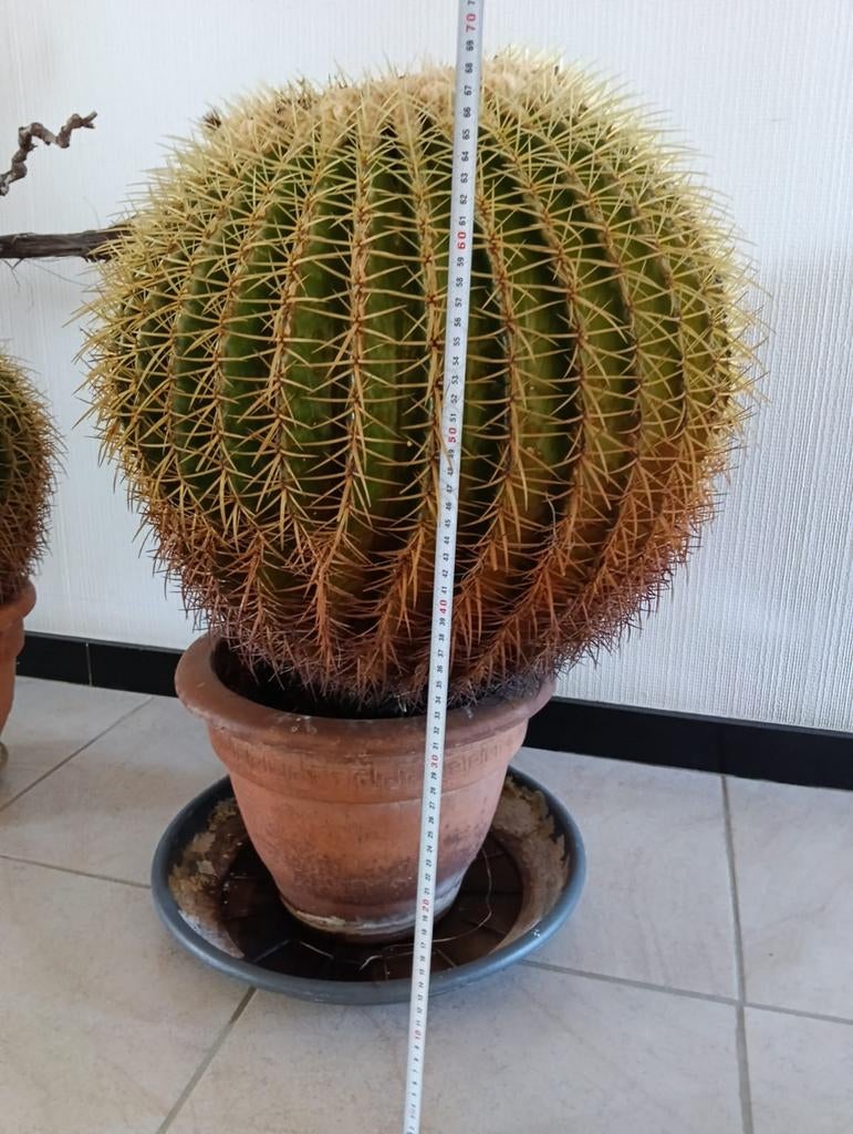Echinocactus Grusonii, Enlèvement