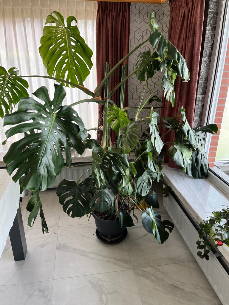 monstera, Enlèvement, Neuf