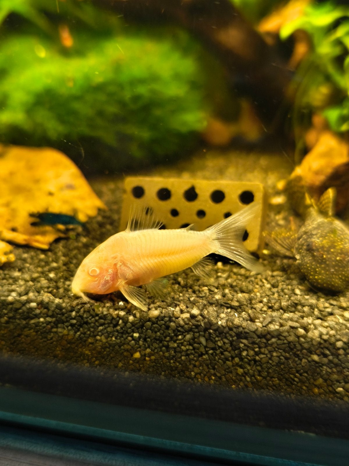 3 albino corydoras., Poisson, Poisson d'eau douce