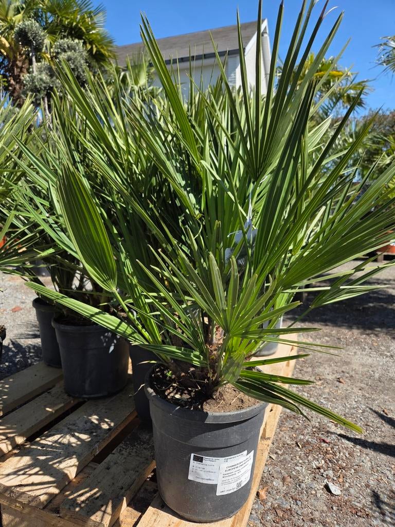 Europese dwergpalm - Chamaerops Humilis, Tuin en Terras, Ophalen, Halfschaduw
