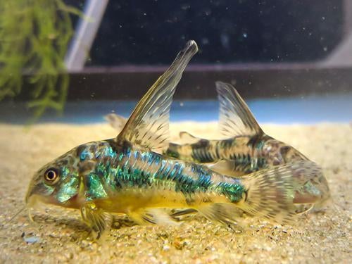 Paleatus Longfin (cory) +/- 2-2.5cm, Dieren en Toebehoren