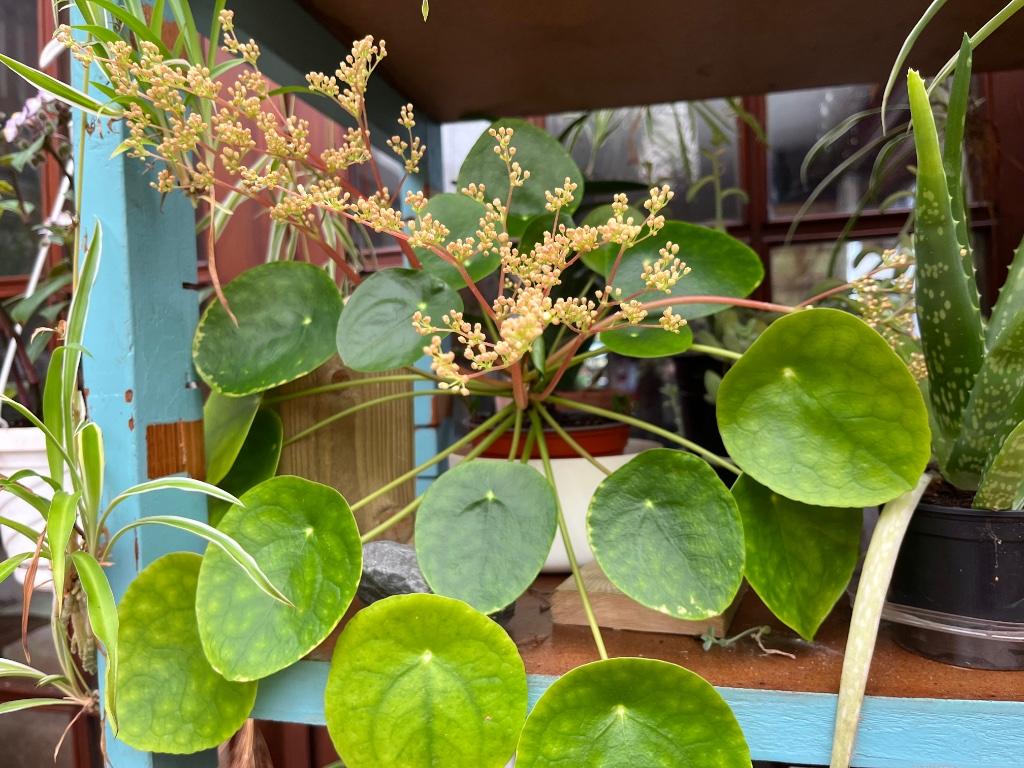Pannenkoekenplant met 3 babyplantjes, Huis en Inrichting, Kamerplanten, Bloeiende kamerplant, Ophalen, Halfschaduw