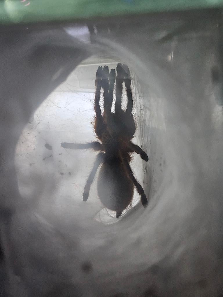 P murinus vrouwtje met terrarium, Dieren en Toebehoren, Spin of Schorpioen