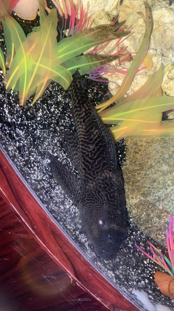 3 aqariums alles apart te koop, Autres espèces
