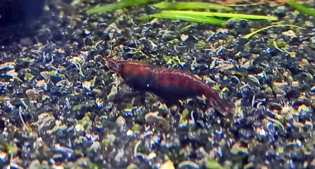 Red Onyx  garnalen (neocaridina ), Kreeft, Krab of Garnaal, Zoetwatervis