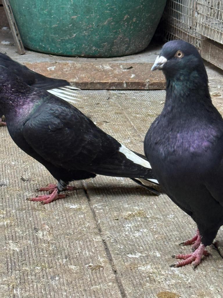 Mooie Afghaanse Duiven, Dieren en Toebehoren, Vogels | Duiven, Meerdere dieren, Overige soorten