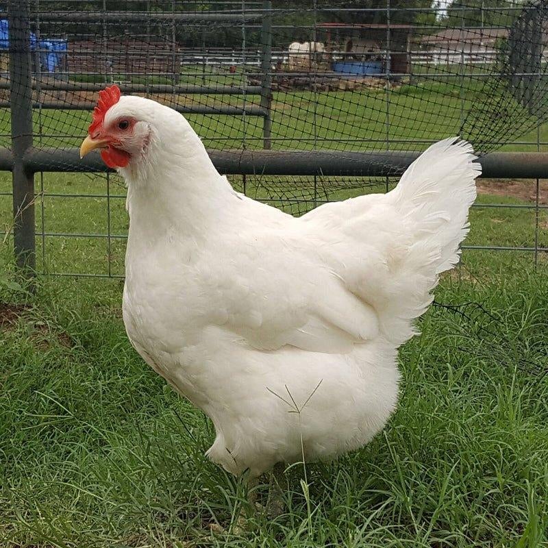 Cherche Œufs fécondés Jersey Giant blanche pure, Animaux & Accessoires, Enlèvement ou Envoi, Neuf, Autres types