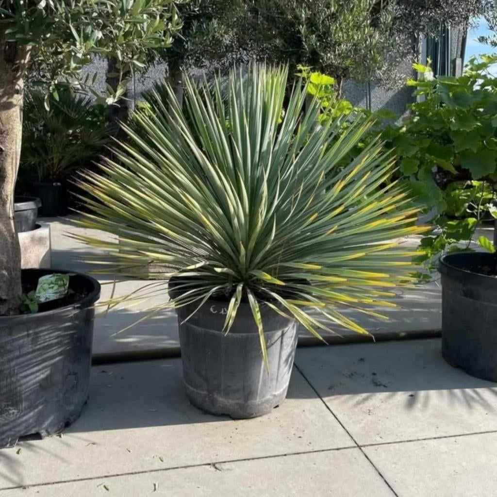 ‼️yucca rostrata ‼️, Jardin & Terrasse, Bulbes & Semences, Enlèvement
