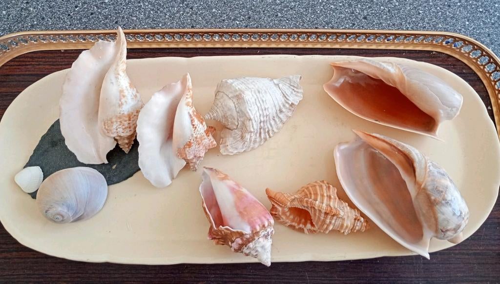 🐚☀️ Lot 9 schelpen, Martinique, Japan, Senegal, Ophalen, Schelp(en)