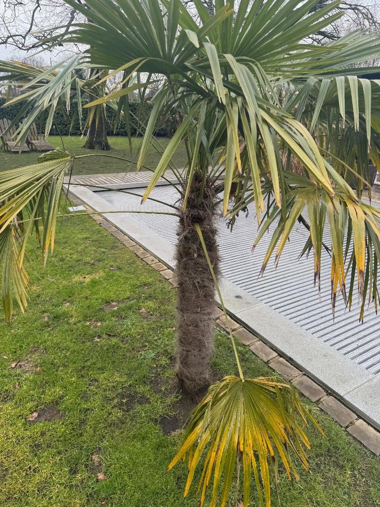 Trachycarpus Fortunei Palmboom, Ophalen, Volle zon, Palmboom, 100 tot 250 cm