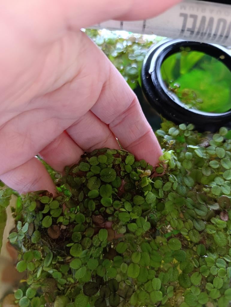 Drijfplanten Salvinia Minima, Dieren en Toebehoren, Ophalen