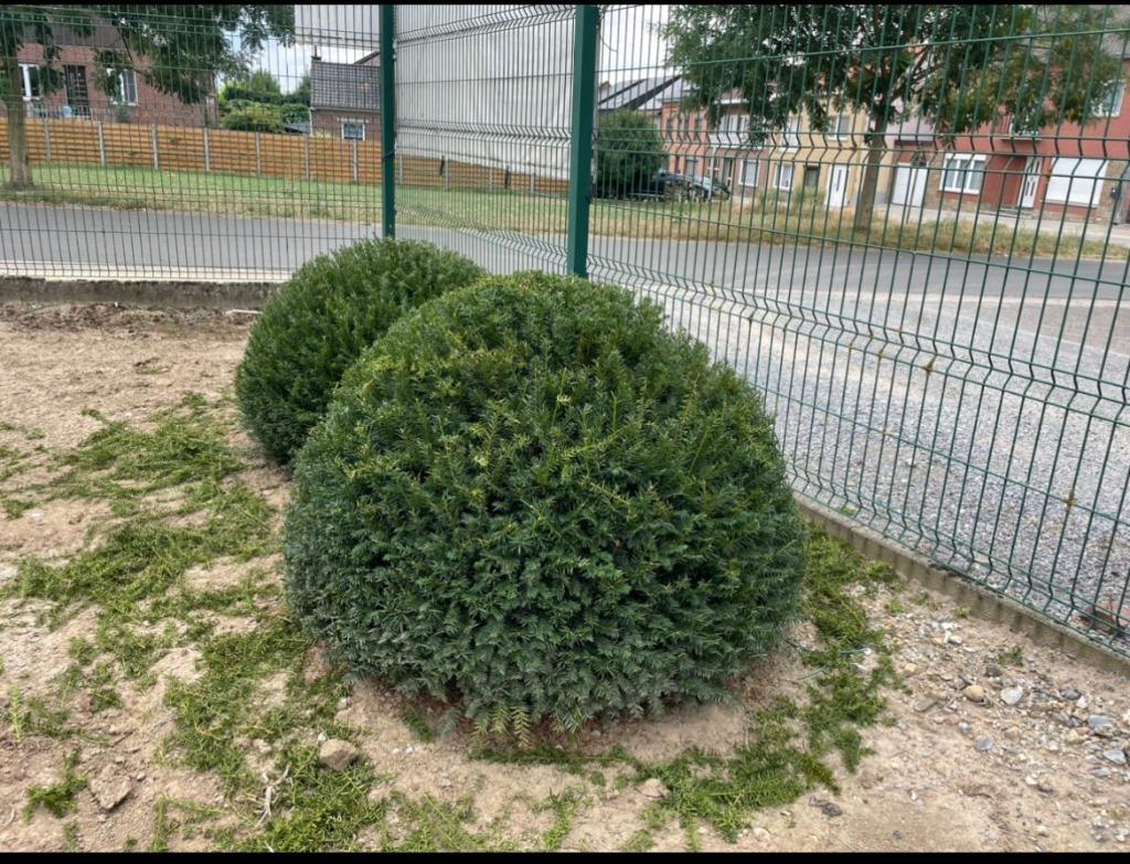 Coniferen en groenblijvende hagen, Tuin en Terras, Ophalen, Conifeer, Haag, 100 tot 250 cm