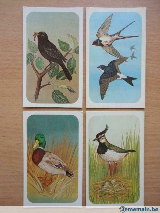 4 fiches guide oiseaux nature au printemps cartes, Enlèvement ou Envoi