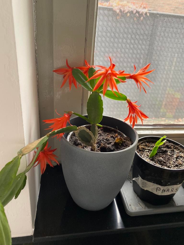 Lidcactus/paascactus. Per blad Oranje kleur. 2€ geen wortel, Ophalen
