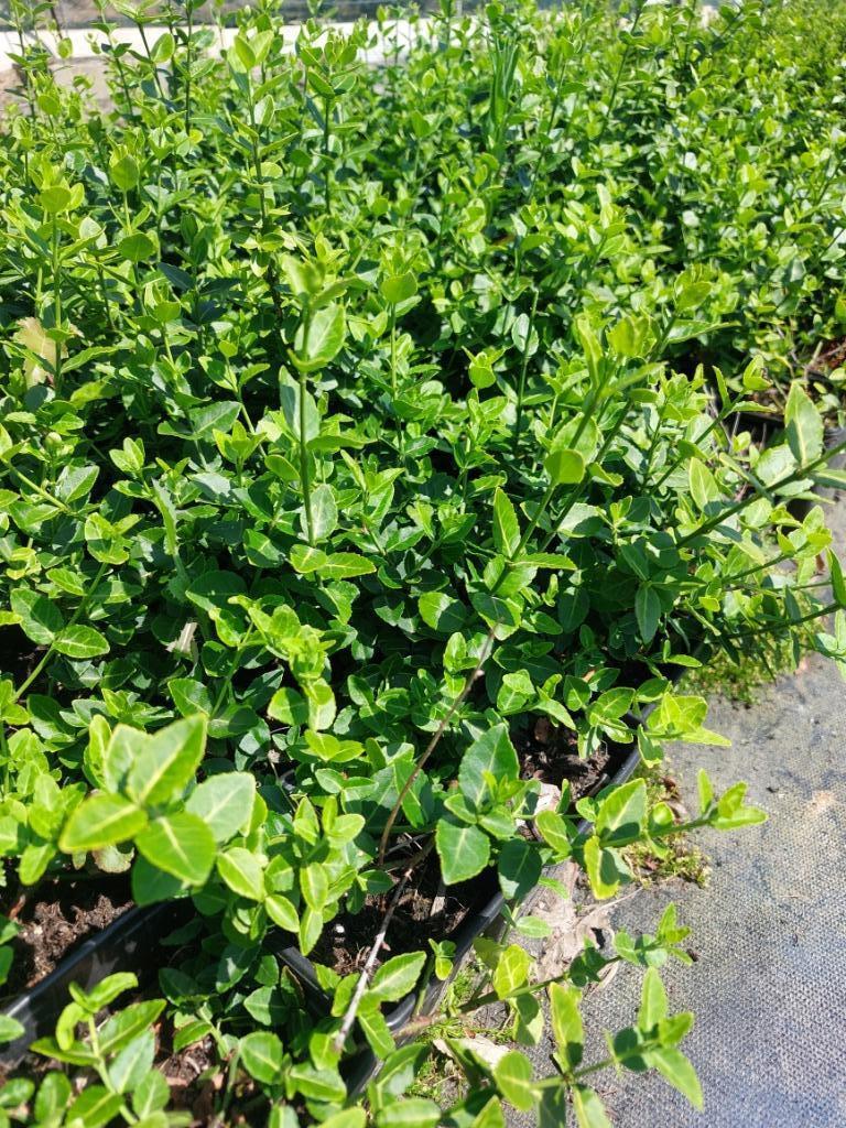Groenblijvende bodembedekker: Euonymus green carpet, Ophalen, Bodembedekkers, Vaste plant, Halfschaduw