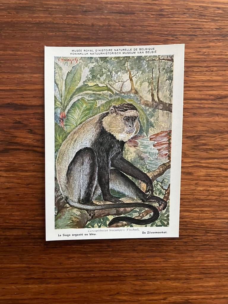 Beschermde zoogdieren in Belgisch Congo Nr. 7, Verzamelen, Ophalen of Verzenden, 1940 tot 1960, Ongelopen, Wild dier