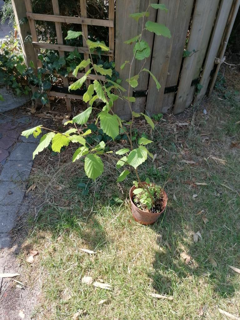 okker en hazelnoot boompjes, Tuin en Terras, Planten | Bomen, Ophalen, In pot